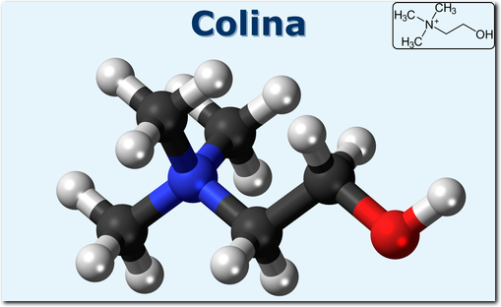 Immagine che mostra il modello molecolare della Colina, un nutriente essenziale per il supporto del sistema nervoso, la funzione epatica e il metabolismo.